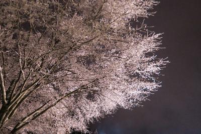 雨氷の幻想５